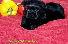 Yorkshire Terrier Black_Czarodziejskie Czarnuszki_, Krapkowice