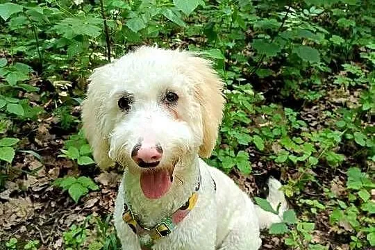 Pies rasy Goldendoodle