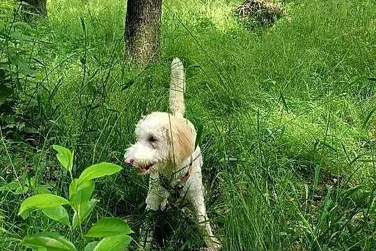 Pies rasy Goldendoodle, Śląskie, Ruda Śląska