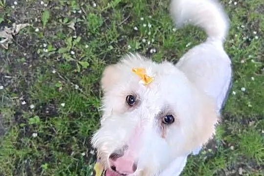 Pies rasy Goldendoodle, Śląskie, Ruda Śląska