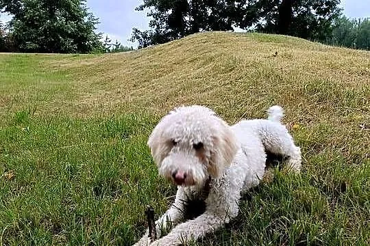 Pies rasy Goldendoodle, Śląskie, Ruda Śląska