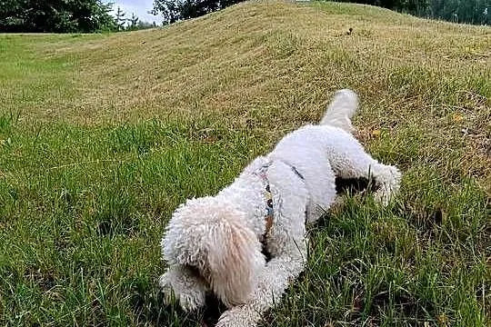Pies rasy Goldendoodle, Śląskie, Ruda Śląska