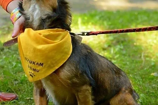 Tutek uroczy maluch z małą główką pełną wielkich p