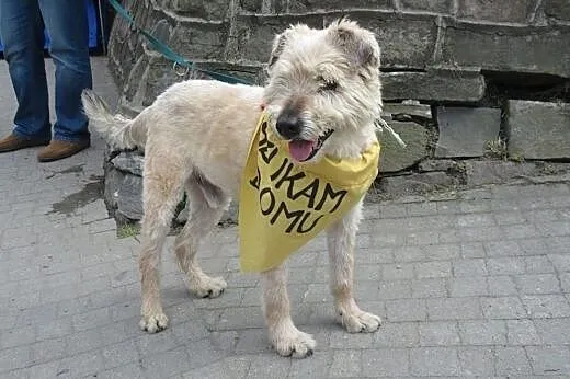 Mops mieszkał pod gołym niebem, pokochaj go...,  podkarpackie Przemyśl