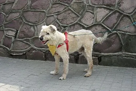 Mops mieszkał pod gołym niebem, pokochaj go...,  p