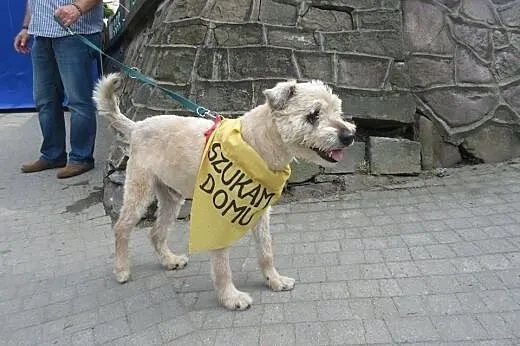 Mops mieszkał pod gołym niebem, pokochaj go...,  p