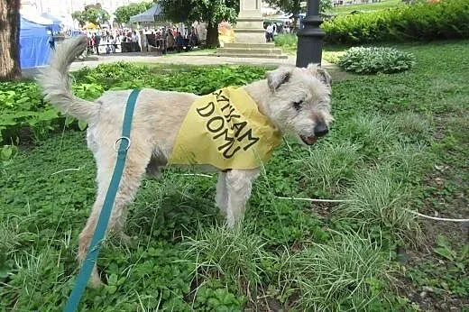 Mops mieszkał pod gołym niebem, pokochaj go...,  p