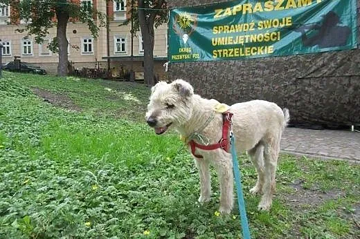 Mops mieszkał pod gołym niebem, pokochaj go...,  p