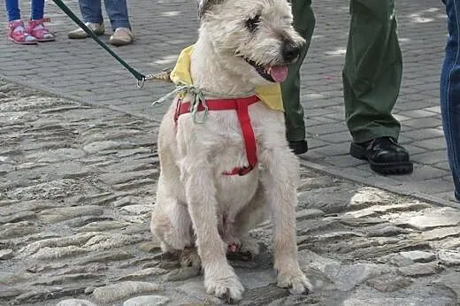 Mops mieszkał pod gołym niebem, pokochaj go...,  p