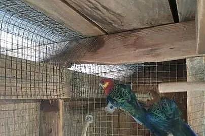 Rozelle żoltolice inne papugi, Łódzkie, Parzno