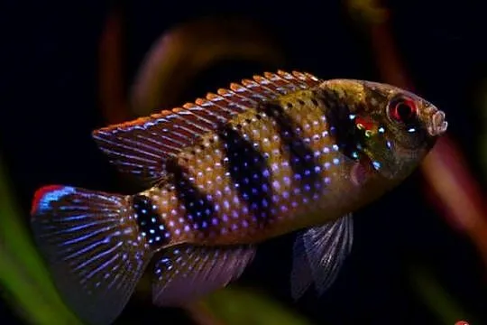 Barwniak Thomasa - Anomalochromis thomasi - KURIER - WYSYŁKA, Pomorskie, Gdańsk