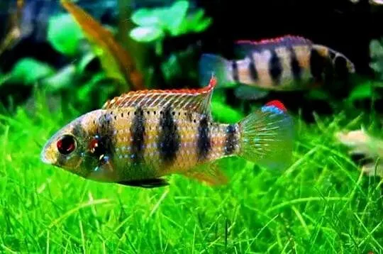 Barwniak Thomasa - Anomalochromis thomasi - KURIER - WYSYŁKA, Pomorskie, Gdańsk
