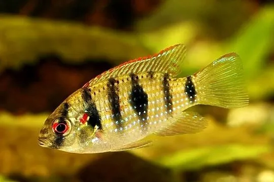 Barwniak Thomasa - Anomalochromis thomasi - KURIER - WYSYŁKA, Pomorskie, Gdańsk