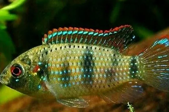 Barwniak Thomasa - Anomalochromis thomasi - KURIER - WYSYŁKA, Pomorskie, Gdańsk