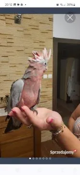 Kakadu różowa ręcznie karmione pupile z dokumentami, , Sulbiny