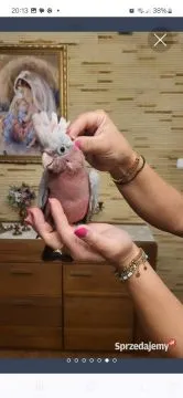 Kakadu różowa ręcznie karmione pupile z dokumentami, , Sulbiny