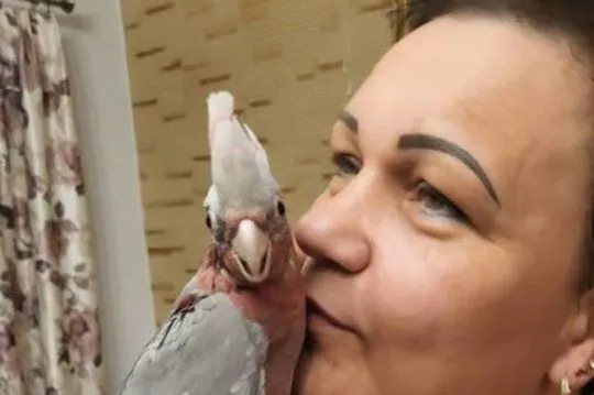 Kakadu różowa ręcznie karmione pupile z dokumentami