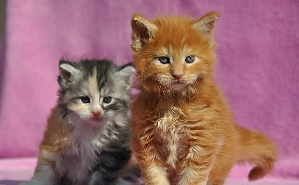 Maine Coon- kocięta nowy miot