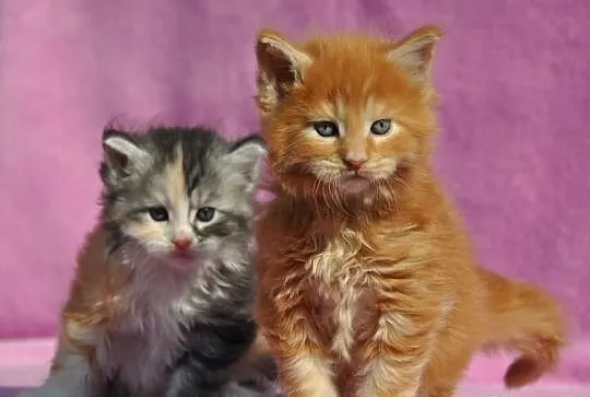 Maine Coon- kocięta nowy miot