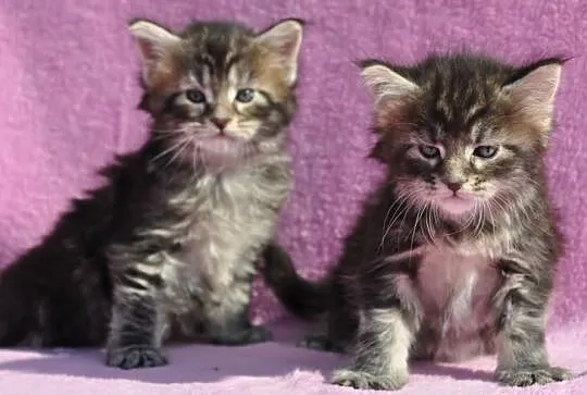 Maine Coon- kocięta nowy miot