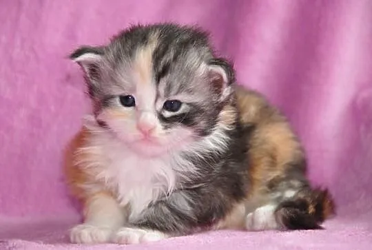 Maine Coon- kocięta nowy miot