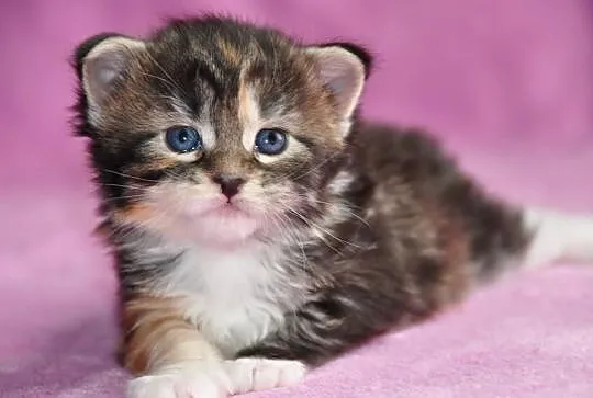 Maine Coon- kocięta nowy miot