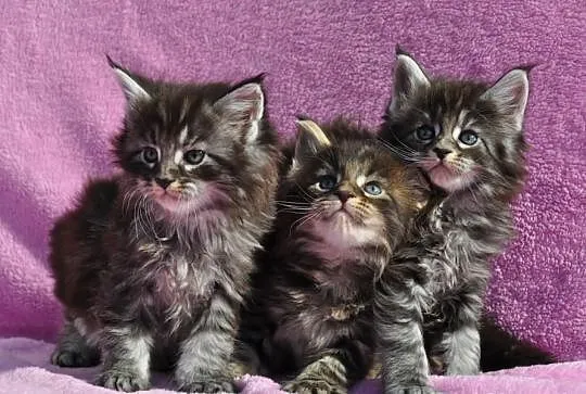 Maine Coon- kocięta nowy miot