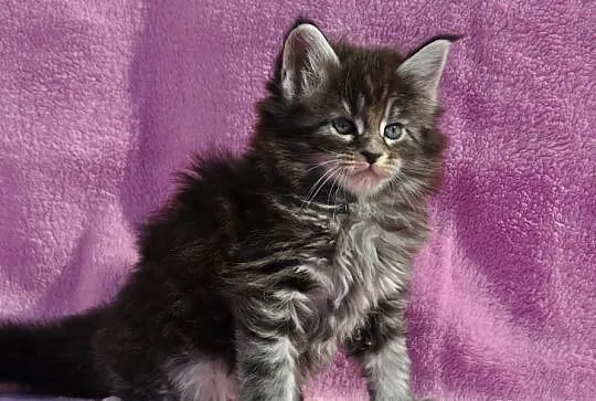 Maine Coon- kocięta nowy miot