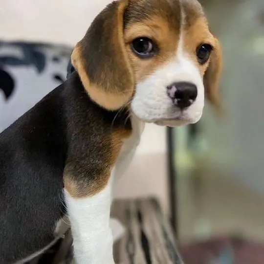 Sprzedam zdrowego szczeniaka rasy beagle, bardzo wesołego i lubiącego dzieci.