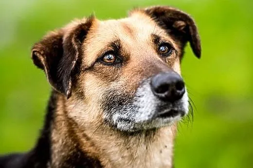 Może z TOLIKIEM szczęście dogonisz?:),  lubelskie 