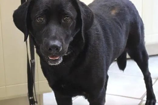 Ksara czarna labradorka do adopcji,  łódzkie Łódź