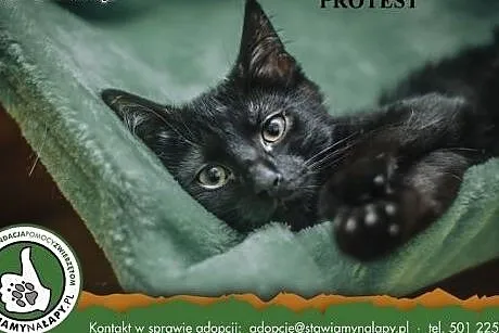 Protest. Fundacja Stawiamy Na Łapy,  małopolskie K