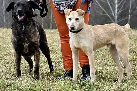 Bezik młody piesek kocha ludzi i świat daj mu dome