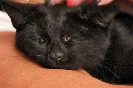 Puma- jednooki skarb,  mazowieckie Warszawa