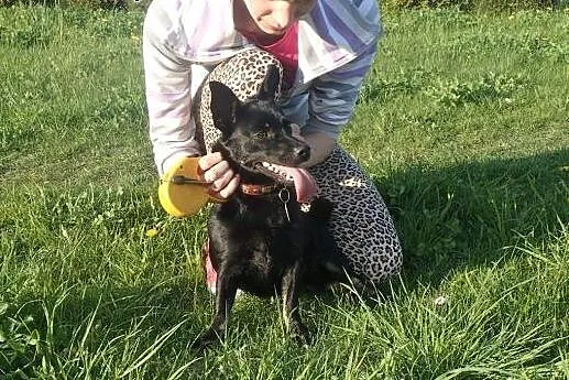 Yoko cudna maleńka iskierka szuka domu,  mazowieck