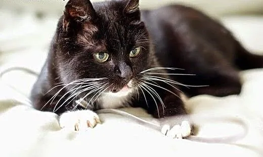 Rózia szuka spokojnego domku (Fundacja Agapeanimal