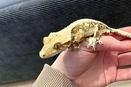 Gekon Orzęsiony lily white tricolor samiec dorosły
