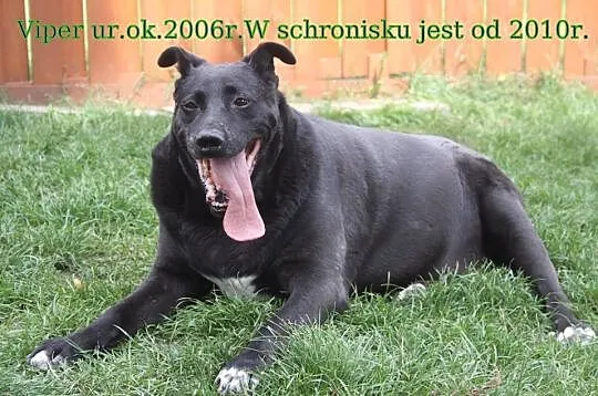 Bardzo łagodny, zrównoważony Viper, bardzo grzeczny psiak do adopcji