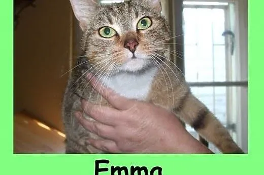 Emma - sama wśród 200 psów,  dolnośląskie Wrocław