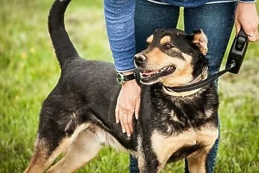 Kochany Grafi wciąż z nadzieją czeka na dom. Może 