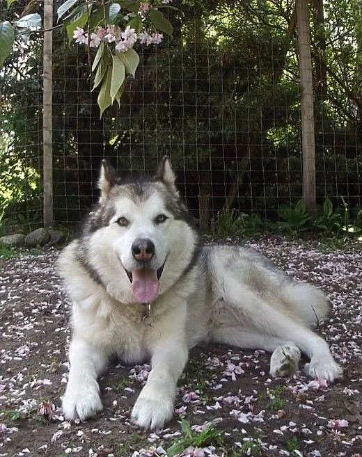 Koksik piękny, dostojny, aktywny alaskan malamute