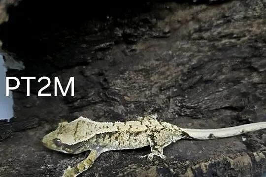 Gekon Orzesiony samiec Tricolor