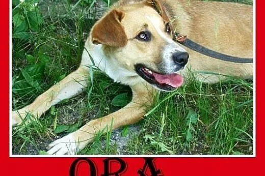 Średnia,młoda,przyjazna,wesoła suczka ORA.Adopcja,  dolnośląskie Wrocław