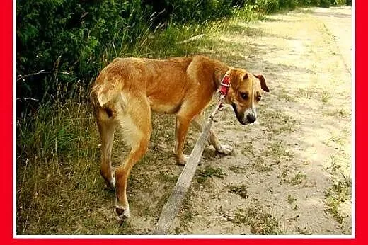 Średnia,młoda,przyjazna,wesoła suczka ORA.Adopcja,