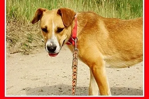 Średnia,młoda,przyjazna,wesoła suczka ORA.Adopcja,