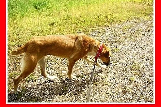 Średnia,młoda,przyjazna,wesoła suczka ORA.Adopcja,