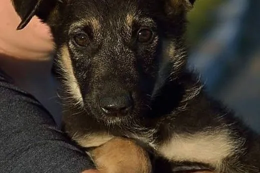 Szczeniaczki pilnie szukają dobrego domku!!!,  war
