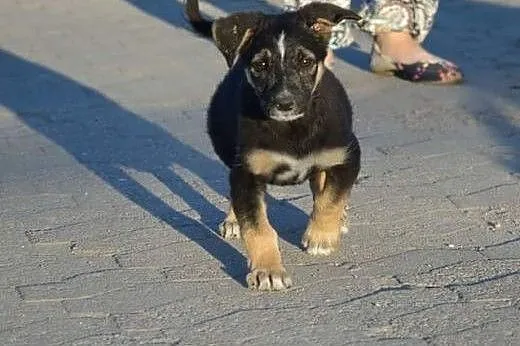 Szczeniaczki pilnie szukają dobrego domku!!!,  war