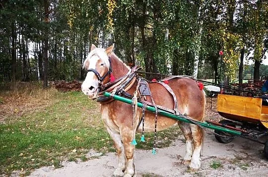 KLACZ SOKÓLSKA ŹREBNA 