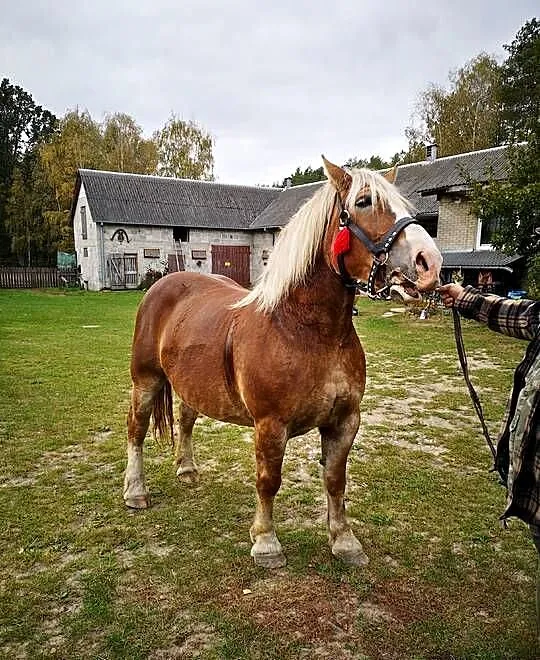 KLACZ SOKÓLSKA ŹREBNA